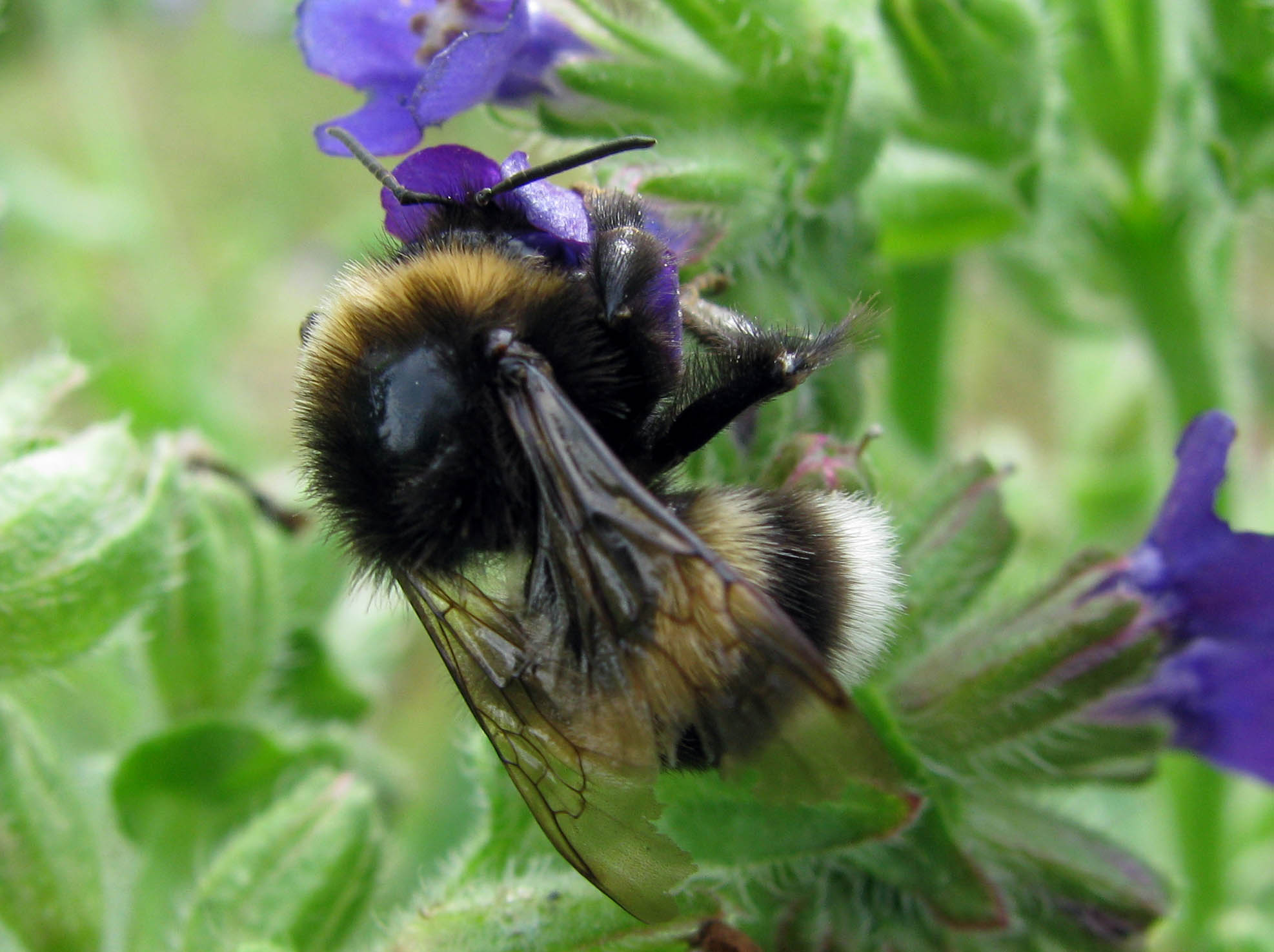 Bombus del gruppo terrestris.